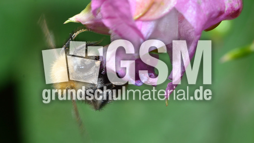 Ackerhummel (17).jpg